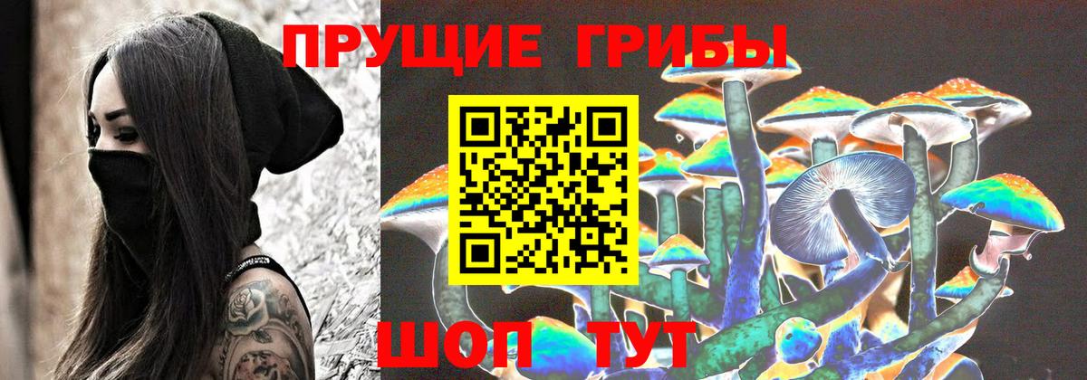 Галлюциногенные грибы Psilocybe Тверь